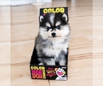 Small #2 Pomsky
