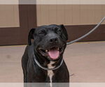 Small #15 Labrador Retriever Mix