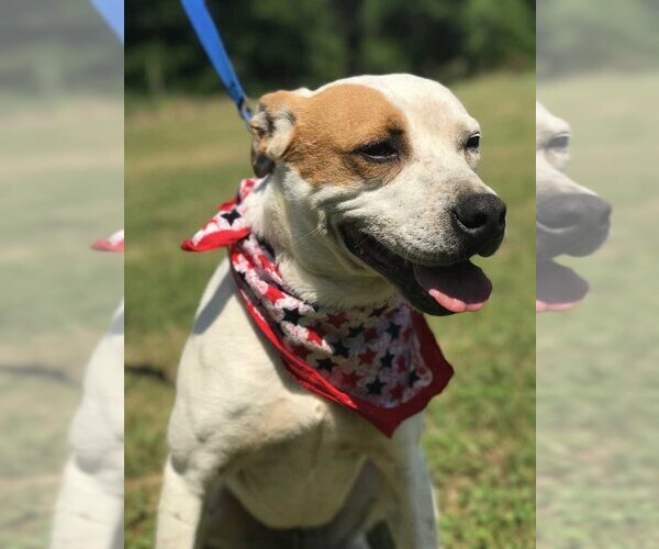 Medium Photo #1 American Bulldog-Unknown Mix Puppy For Sale in Conway, AR, USA