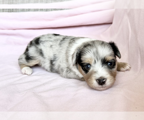 Medium Photo #2 Miniature Australian Shepherd Puppy For Sale in BEATTY, OR, USA