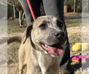 Labmaraner Dogs for adoption in Yardley, PA, USA