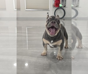 French Bulldog Puppy for sale in NORTH PORT, FL, USA