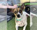 Small Chihuahua Mix
