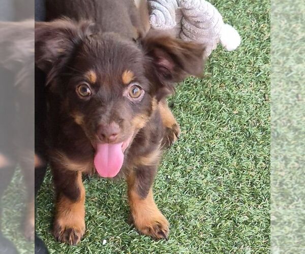 Medium Photo #1 Chiweenie Puppy For Sale in Carrollton, TX, USA