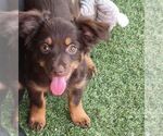 Valley - Female Chiweenie Dog for Adoption - Small photo