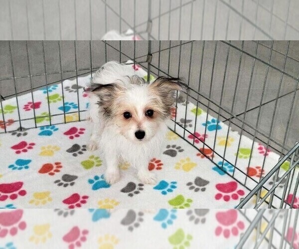 Medium Photo #9 Papitese Puppy For Sale in ORO VALLEY, AZ, USA