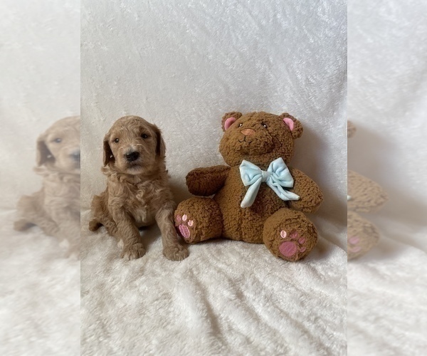 Medium Photo #6 Goldendoodle Puppy For Sale in CHESNEE, SC, USA