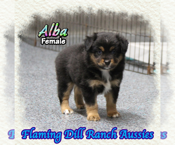 Medium Photo #1 Miniature Australian Shepherd Puppy For Sale in FORESTBURG, TX, USA