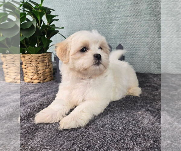 Medium Photo #5 Mal-Shi Puppy For Sale in INDIANAPOLIS, IN, USA