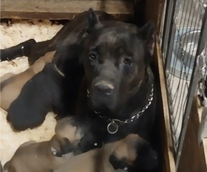 Mother of the Cane Corso puppies born on 04/16/2024