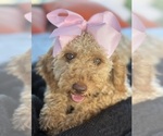 Small Photo #10 Goldendoodle mix (+ Poodle Miniature) Puppy For Sale in MENIFEE, CA, USA
