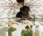 Small Photo #1 Yorkshire Terrier Puppy For Sale in CLEWISTON, FL, USA