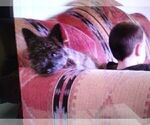 Small #11 Cairn Terrier