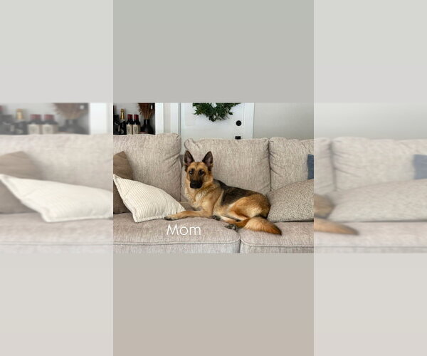 Medium Photo #2 German Shepherd Dog-Unknown Mix Puppy For Sale in Dana Point, CA, USA