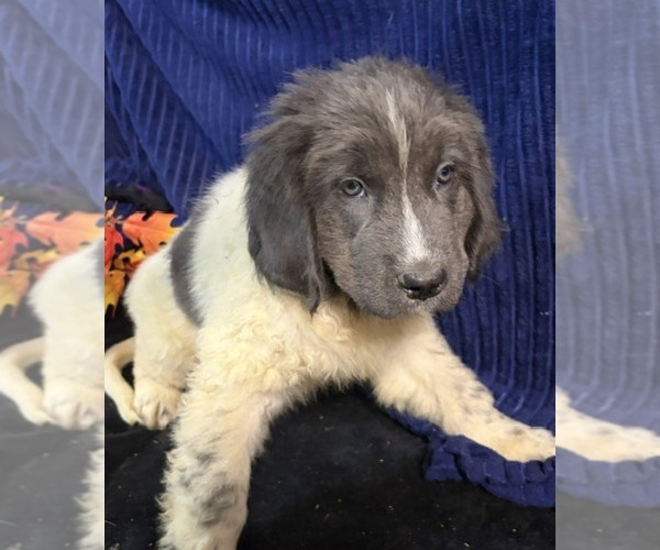 Medium Photo #6 Newfoundland Puppy For Sale in AURORA, IN, USA