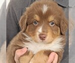 Small Photo #5 Australian Shepherd Puppy For Sale in HOHENWALD, TN, USA