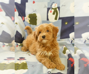 Goldendoodle (Miniature) Puppy for sale in MILWAUKEE, WI, USA