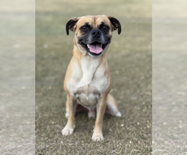 Medium Photo #4 Puggle Puppy For Sale in PIPE CREEK, TX, USA