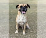 Small #3 Puggle
