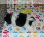Small Photo #2 Japanese Chin Puppy For Sale in ORO VALLEY, AZ, USA