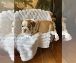 Puppy PJ Bulldog