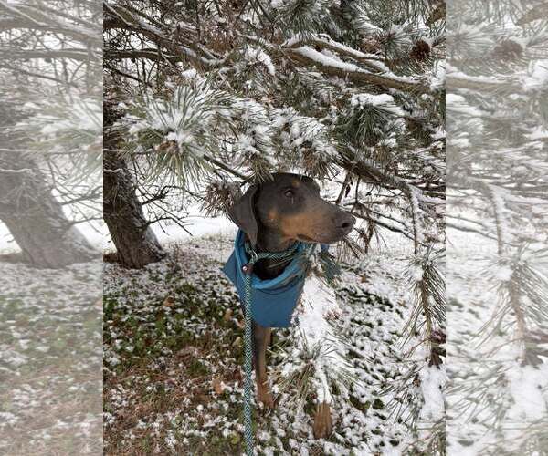 Medium Photo #3 Doberman Pinscher-Unknown Mix Puppy For Sale in Unionville, PA, USA