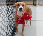 Small #1 Carolina Dog Mix