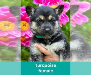 Medium German Shepherd Dog-Siberian Husky Mix