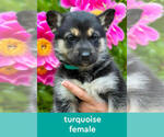 Puppy Turquoise German Shepherd Dog-Siberian Husky Mix