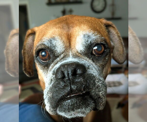 Medium Photo #6 Boxer Puppy For Sale in Austin, TX, USA