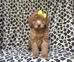 Small #5 Goldendoodle (Miniature)