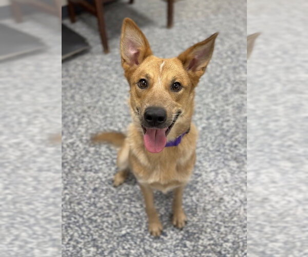 Medium Photo #1 Mutt Puppy For Sale in Bemidji, MN, USA