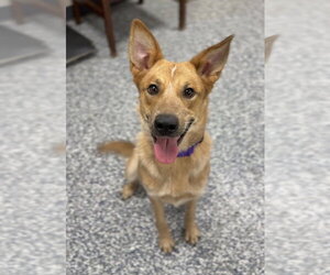 Mutt Dogs for adoption in Bemidji, MN, USA