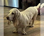 Small #3 Basset Hound