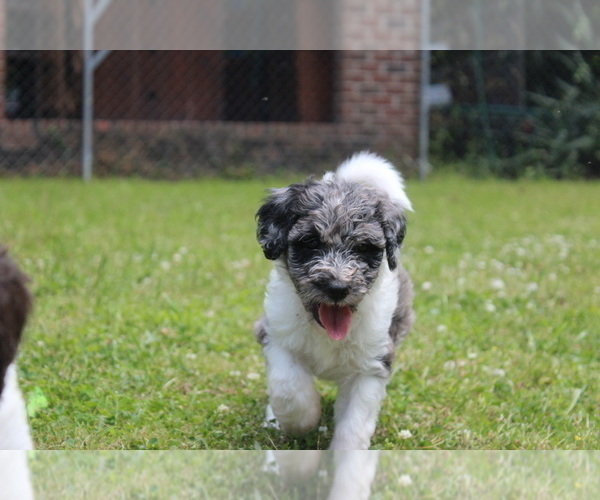 Medium Photo #2 F2 Aussiedoodle Puppy For Sale in KINSTON, NC, USA