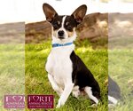 Small Photo #2 Rat Terrier-Toy Fox Terrier Mix Puppy For Sale in Marina del Rey, CA, USA