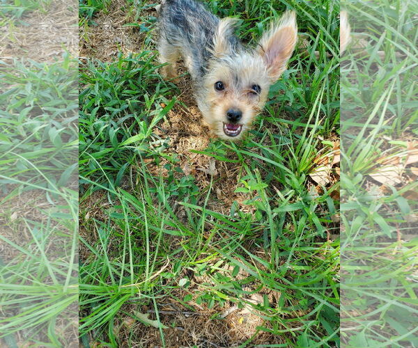 Medium Photo #3 Mutt Puppy For Sale in Spring, TX, USA