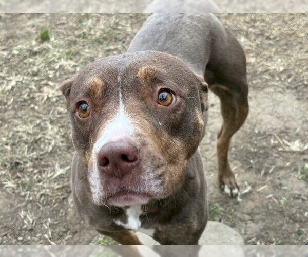 Medium Photo #2 Mutt Puppy For Sale in Tulsa, OK, USA