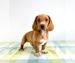 Small #4 Dorgi