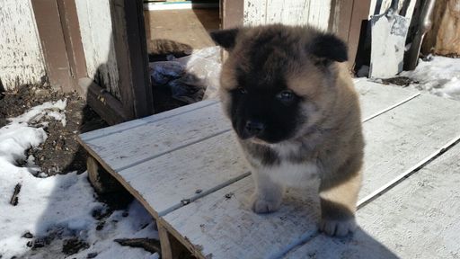 Medium Photo #1 Akita Puppy For Sale in LAKE ELMO, MN, USA