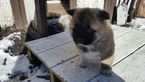 Small Photo #1 Akita Puppy For Sale in LAKE ELMO, MN, USA