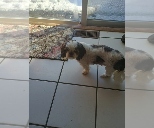 Medium Photo #1 Shih Tzu Puppy For Sale in JONESVILLE, MI, USA