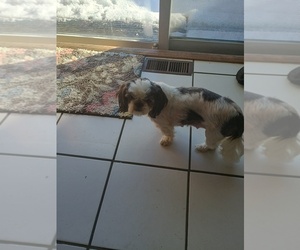 Mother of the Shih Tzu puppies born on 11/05/2025