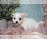 Small #1 Maltipoo