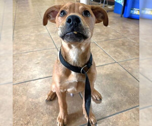 Medium Photo #2 Mutt Puppy For Sale in San Bernardino, CA, USA