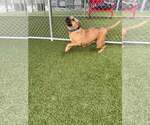 Small #1 Mutt