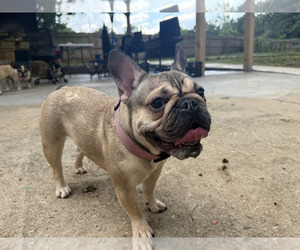 French Bulldog Puppy for Sale in LOCUST, North Carolina USA