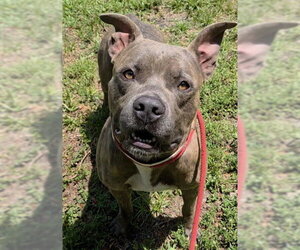 American Staffordshire Terrier Dogs for adoption in Fort Lauderdale, FL, USA