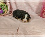 Small Photo #32 Bernedoodle Puppy For Sale in COLORADO SPRINGS, CO, USA