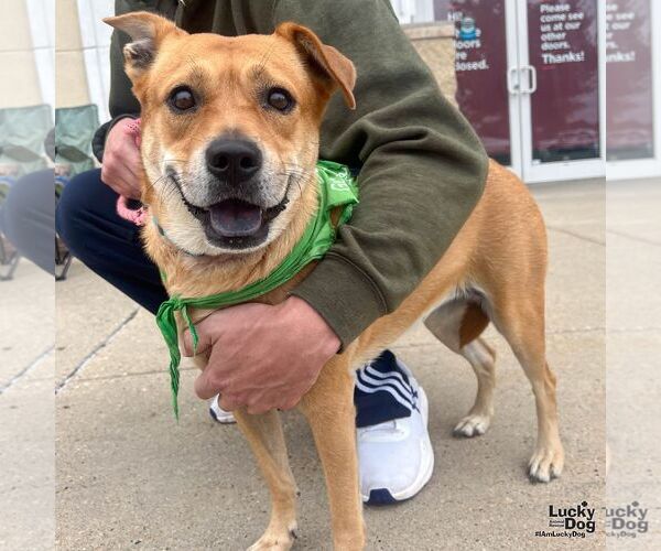 Medium Photo #7 Labrador Retriever-Retriever  Mix Puppy For Sale in Washington, DC, USA